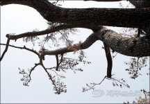 제주서 가장 큰 소나무 결국 재선충에 고사