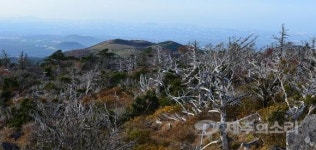 한라산 구상나무 살리기에 정부-제주 힘 모은다!