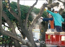 신제주 건설때 심은 ‘담팔수’ 결국 40년만에 제거