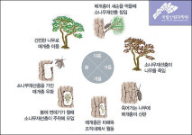 재선충 방제 불길은 잡았다고? 문제는 올여름 기록적인 폭염