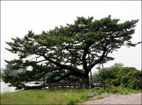 1500억 투입해도 못잡은 재선충병 ‘결국 선택과 집중’