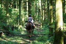 제주올레-서귀포 의귀리, 승마프로그램 출시