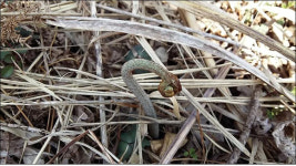 무수히 꺾여나가던 사월 장마 속 고사리들