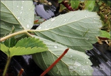 가뭄에 속 타는 제주 25일만에 반가운 단비