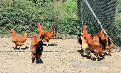 AI로 제주 재래닭도 살처분...최후 보루는 제동목장