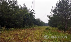 제주 김녕풍력발전 공사 과정서 중산간 공유지 훼손
