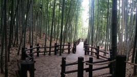 확 달라진 한라수목원, 죽림원 조성-생태학습관 리모델링