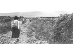 제주 181km 일주도로 공사비 30%는 도민 노력봉사