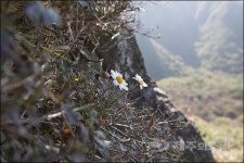 가을 한라산엔 순결한 한라구절초가 단풍만큼 빛난다