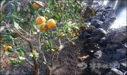 서귀포서 과수원 5곳 화재 피해 나무 190여 그루 타