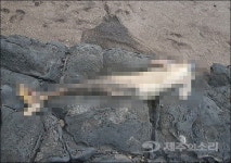 대정 하모 갯바위서 토종 돌고래 상괭이 사체 발견