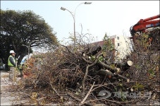 제주 신대로 담팔수 무더기 싹뚝...40년 가로수길 자취 감추나
