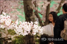 제주 왕벚꽃 가로수는 모두 일본산? 숨겨진 벚꽃 이야기