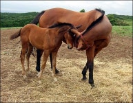 대정 몽생이 요망진다