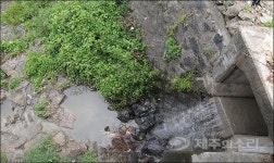 잿빛으로 변한 제주 한천...우수관 통해 하수 유입