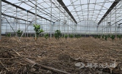 참 지독한 여름...폭염에 가뭄에 울먹이는 제주 농심