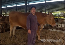 제주서 전국 최고 무게 1.23톤 한우 출하돼