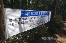 천년의 숲 제주 비자림, 성장 방해목 어찌하오리까?