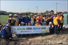 제주농협OB, 삼도실버봉사단과 구좌 마늘농가 일손 보태