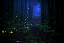 [사진]제주도 숲 밝히는 반딧불이 보전된다!