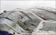 제주 태풍 영향권 벗어나...하우스 폭삭 가로수 뚝 곳곳 생채기