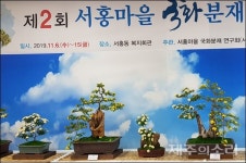 제주 서귀포 서홍동, 마을 곳곳에 국화가 활짝