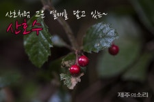 바다 속 산호처럼 숲속 빛내는 붉은 보석