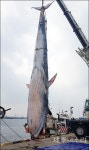 제주 해상서 아파트 6층 높이 초대형 고래 죽은채 발견