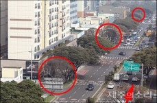 감염병 고사 제주 담팔수 대신 후박나무·먼나무 결정