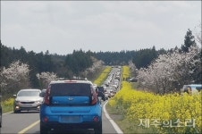 제주 녹산로 유채꽃길 코로나 불똥에 한달 일찍 제거한다
