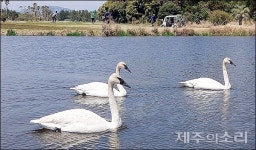 한진그룹 백조, 우리 거야 제주 골프장과 소유권 논란