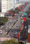40년 제주 담팔수 가로수길 결국 후박나무로 복원