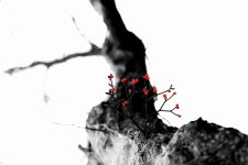 제주 사진작가 정상기, 첫 번째 개인전 개최