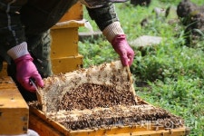 60대 양봉 농부가 만들어가는 달콤한 제주