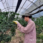 땅에서 찾은 미래 청년 제주농부 이야기