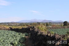 정감 넘치는 어음1리 제주밭담길 명소로 만들겠다
