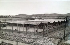 중공군 양철 나발 울려 퍼진 제주 포로수용소 캠프-3