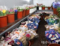 코로나 직격탄 제주 화훼시장에 부는 혹독한 칼바람