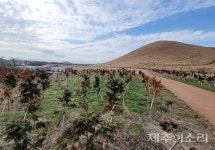 제주 새별오름 치유의 숲 조성 2년도 안돼 시름시름