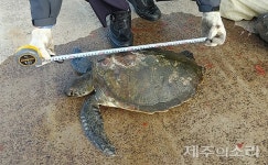 제주 앞바다서 모자반에 갇힌 멸종위기 거북이 죽어