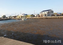 제주 우도 몰려든 골칫덩이 괭생이모자반