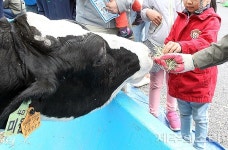 서울 미스터밀크 제주 금악에 새둥지 80억원 투자