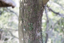 조록형상목으로 유명한 조록나무