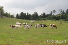 행복한 젖소-정직한 맛, 아침미소 목장이 제주서 만들겠다