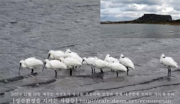 제주 성산서 다양한 보호종 발견 제2공항 부동의해야