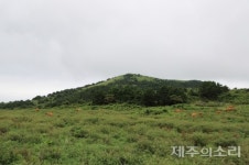 개발의 유혹 흔들리는 마을공동목장…소멸 위기 제주의 보고