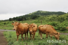 개발의 유혹 흔들리는 마을공동목장…소멸 위기 제주의 보고