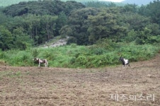위기의 마을공동목장 제주인 삶의 터전, 생존 관건은 활용 방안