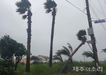 태풍 찬투 최대고비 넘겨…한라산 1200mm 폭우 쏟아붓고 제주 통과