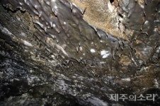 경험 없이 절대 상상할 수 없는 1만년 제주 벵뒤굴의 나이테